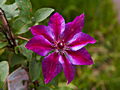 Clematis Akaishi IMG_6606 Powojnik